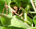 Empusa pennata